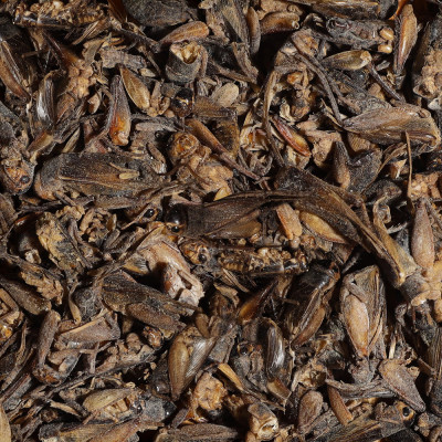 SERA Bearded Dragon Cricket Snack 250 ml - Leckerli für Bartagamen