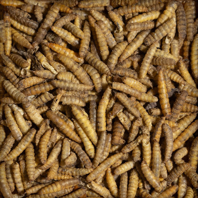 Larves d'Hermetia séchée