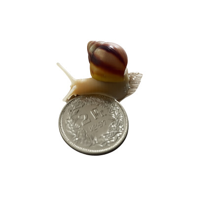 Achatina fulica - Escargot géant Africain