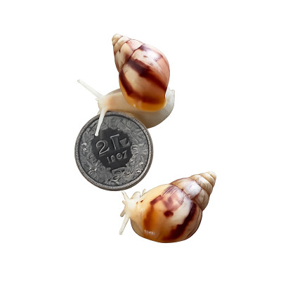 Achatina fulica - Escargot géant Africain