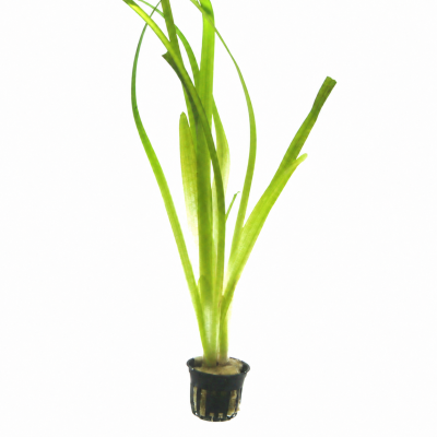 TROPICA Vallisneria 'Gigantea'