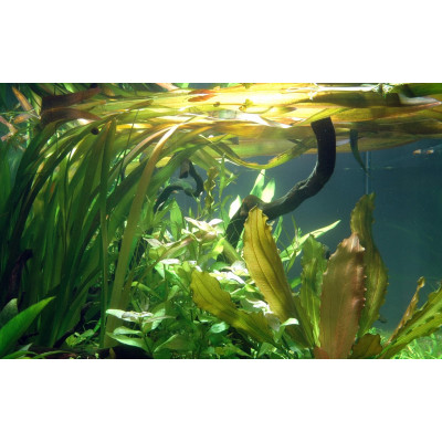 TROPICA TROPICA Vallisneria 'Gigantea' - Plante pour aquarium