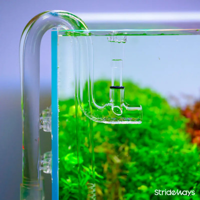 Lily pipes en verre avec skimmer