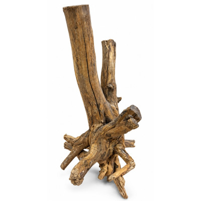 Scalare Bonsaiholz – Wurzeln 35–50 cm