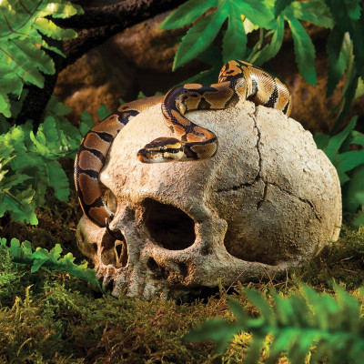 EXO TERRA Primatenschädel – Reptilienversteck