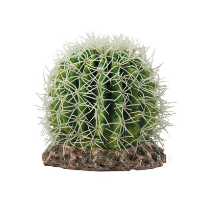 HOBBY Cactus Sonora