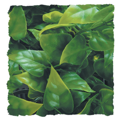 ZOO MED Pflanze Mexican Phyllo 56 cm – Hängepflanze für Terrarium