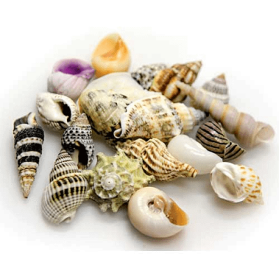 HOBBY Muscheln 5 Stk. L - Aquariumdekoration zum günstigen Preis bei Aquario&Co