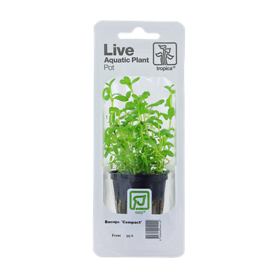 TROPICA Bacopa 'Compact' à petit prix chez Aquario&Co