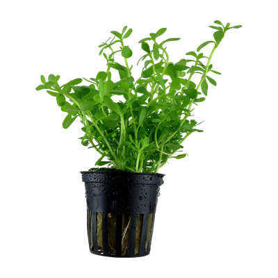 TROPICA Bacopa 'Compact' à petit prix chez Aquario&Co