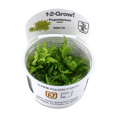 TROPICA Pogostemon helferi zum günstigen Preis bei Aquario&Co