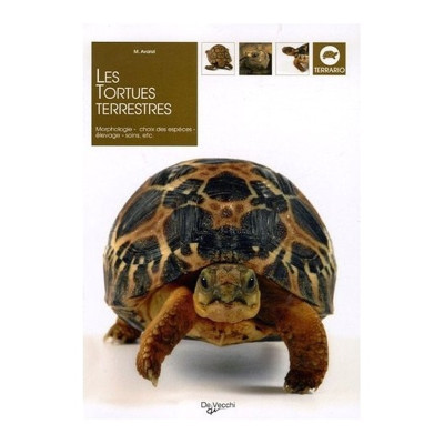 Buchen Sie - Landschildkröten zum günstigen Preis bei Aquario&Co