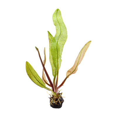 Aponogeton madagascariensis