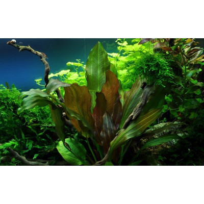 TROPICA Echinodorus "Reni"- Plante pour aquarium
