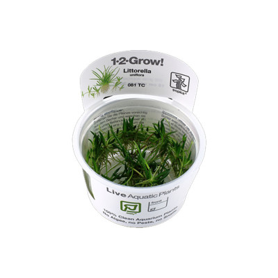 TROPICA Littorella uniflora- Plante pour aquarium