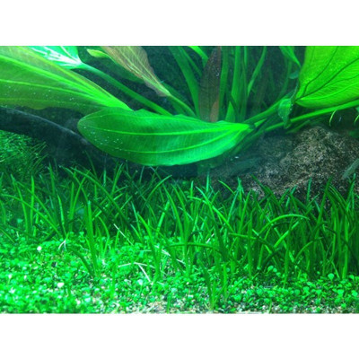 TROPICA Littorella uniflora – Pflanze für Aquarien