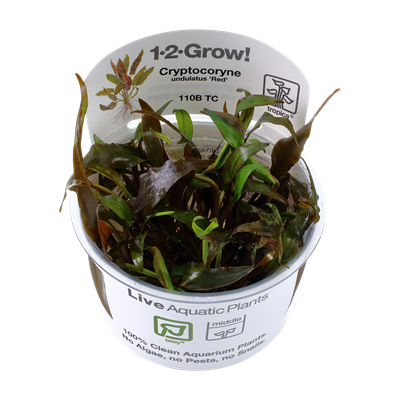 TROPICA Cryptocoryne undulatus 'Red'