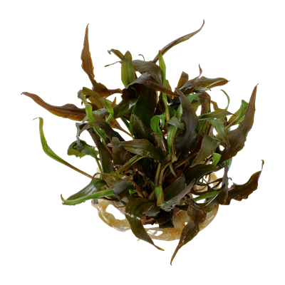 TROPICA Cryptocoryne undulatus 'Red'
