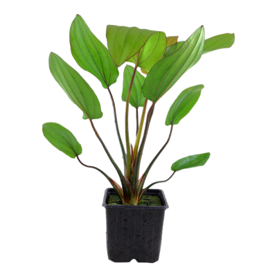 TROPICA Echinodorus 'Barthii' en pot XL en pot XL chez Aquario&Co