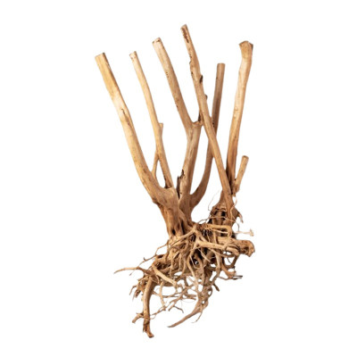 AQUADECO Holzstumpf 60–80 cm – Racine für Aquarium