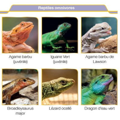 HIKARI Reptile Dragon Gel 60 gr – Futter für Reptilien