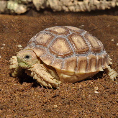 Substrat für Schildkröten