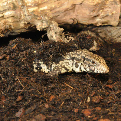 HABISTAT Jungle Bio Substrat- Substrat für bepflanztes Terrarium