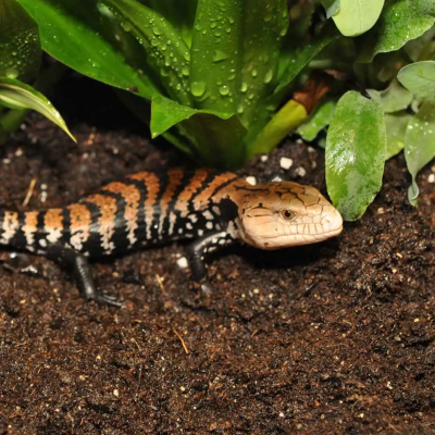 HABISTAT Jungle Bio Substrat- Substrat für bepflanztes Terrarium