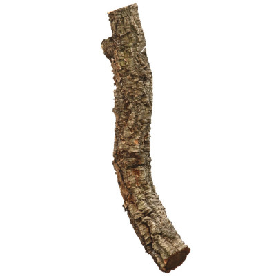 AQUAVIE Branche de Liège- Décoration pour terrarium