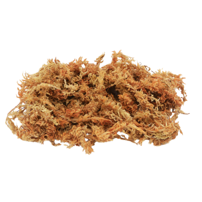 LUCKY REPTILE Sphagnum Moss 500 gr- Sphaigne pour terrarium