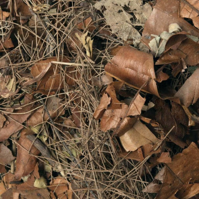 Feuilles mortes pour reptiles