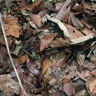HABISTAT Mixed Leaf Litter 5 L- Substrat pour terrarium