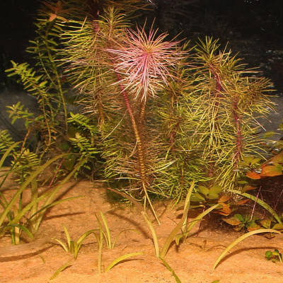 JBL Sansibar 10kg Oranger Feiner Aquariensand