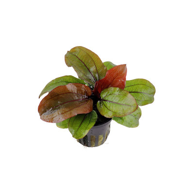 TROPICA Echinodorus 'Reni'