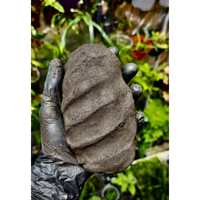 SHROOMROOM TropicalClay 3 kg – Argile pour fond de terrarium