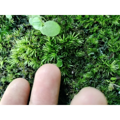 Shoomroom MossMix 10g – Lebendes Dekomoos für Terrarien