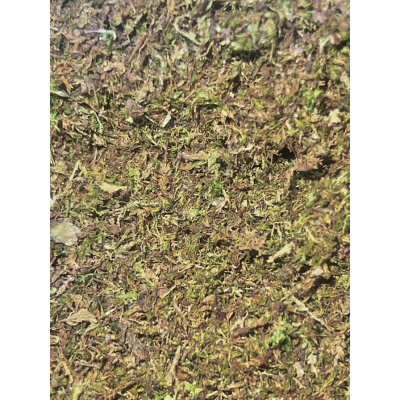 Shoomroom MossMix 10g – Lebendes Dekomoos für Terrarien