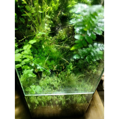 Shoomroom MossMix 10 g – Mousses décoratives vivante pour terrarium