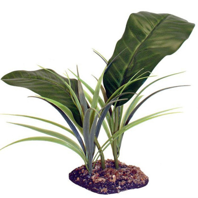 KOMODO Evergreen Canopy - Terrarienpflanze