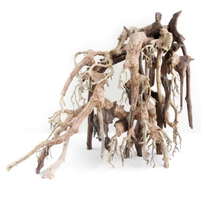 AMTRA Racine Bonsaï