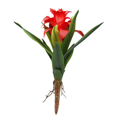 LUCKY REPTILE Bromelia Red- Plante pour terrarium
