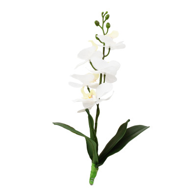 LUCKY REPTILE Orchid White - Plante pour terrarium