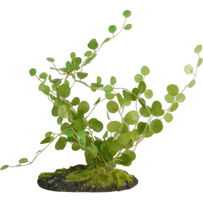 ZOO MED Button Fern - Plante pour terrarium