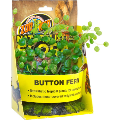 ZOO MED Button Fern - Plante pour terrarium