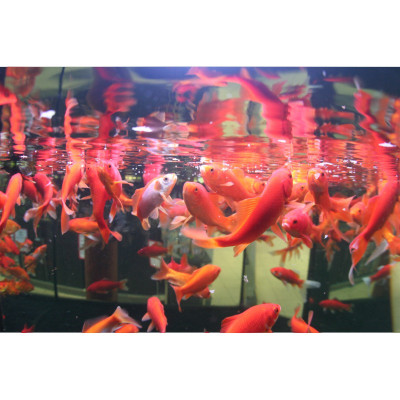 JBL ProNovoRed 250 ml - Goldfischfutter