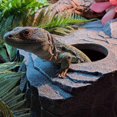 TERRA DELLA Reptilienversteck Felsen S