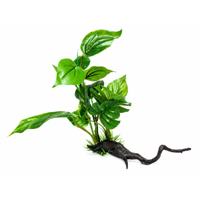 AMTRA Wonder Driftwood Series 35-40 cm - Plante pour aquarium
