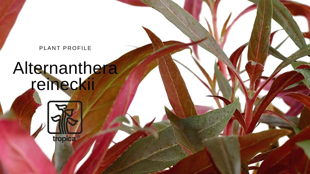 Tropica Alternanthera reineckii