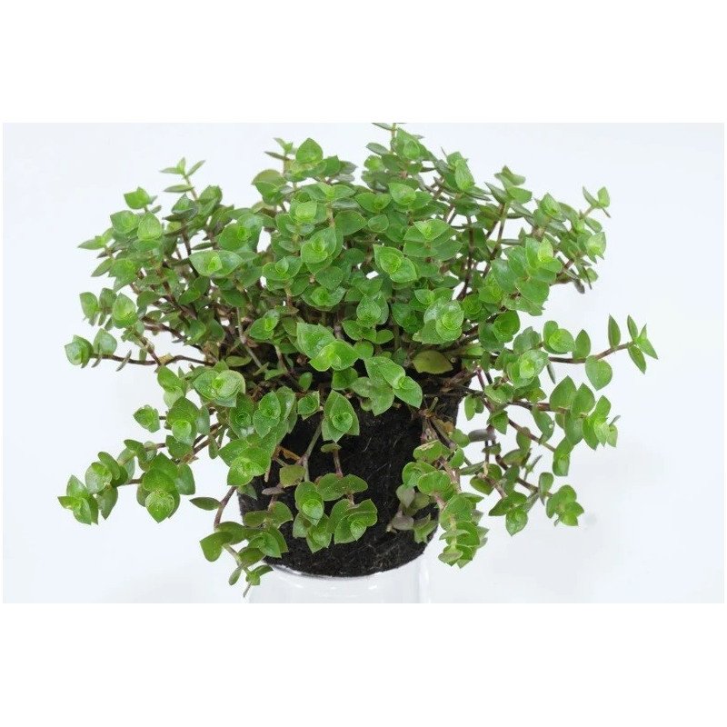 Callisia repens- Plante comestible